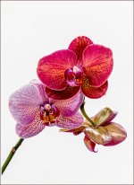 orchidée.jpg
