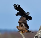 DSC_6076.jpg