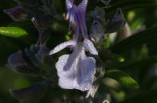 IMGP9552.JPG