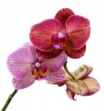 orchidée en focus stacking-1.jpg