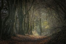 Tunnel_dans_les_bois_bis.jpg