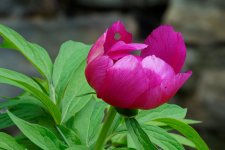 A7-07014-v1.jpg