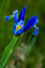 Iris en nature.jpg