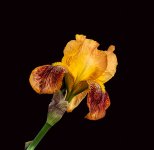 Iris II.jpg