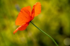 coquelicots-7.jpg