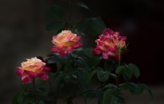 Roses.jpg Roses.jpg