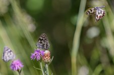 IMG_9304.jpg