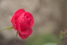 Rose de Fervrier 2023.jpg