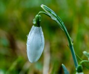 Fleurs de jardin-28.jpg