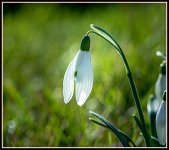 Fleurs de jardin-46.jpg