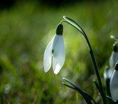 Fleurs de jardin-47.jpg