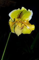 Orchidées Vaucelles-14.jpg