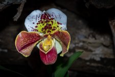Orchidées Vaucelles-18.jpg