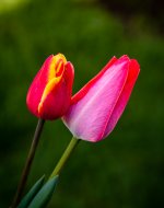 _DSC8031.jpg