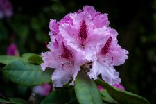 Chat Gd Bigaed les jardins-31.jpg Chat Gd Bigaed les jardins-31.jpg