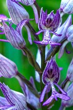 A7-07897_v2.jpg A7-07897_v2.jpg