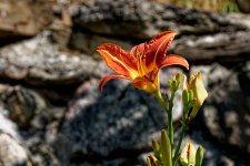 A7-08038_v1.jpg