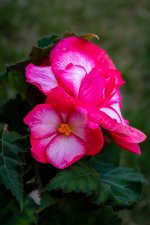 _DSC8512.jpg