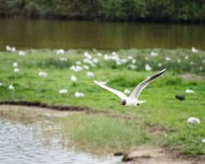 Mouette2.jpg