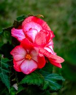 Begonia recadré-.jpg