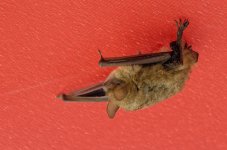 Chauve souris.jpg