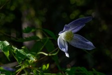 A7-07939_v1.jpg