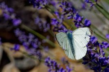 A7-08089_v1.jpg