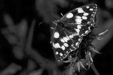 A7-08224_v2.jpg