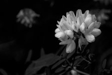 A7-08118_v2b.jpg
