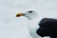 OISEAUX-22.jpg