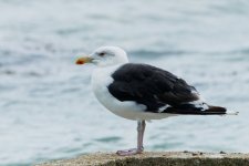 OISEAUX-21.jpg