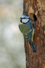 OISEAUX-72.jpg