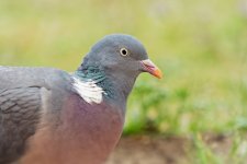 OISEAUX-97.jpg