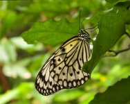 papillon virusphoto.jpg