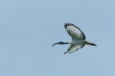 OISEAUX-335.jpg