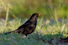 OISEAUX-107.jpg