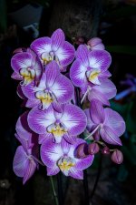 Orchidées Vaucelles-41.jpg