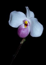 Orchidées Vaucelles-59.jpg