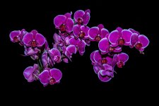 Orchidées Vaucelles-68-Modifier-Modifier.jpg