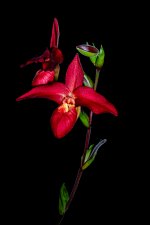 Orchidées Vaucelles-94.jpg
