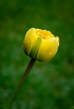 Fleurs-27.jpg