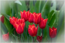Fleurs-42-Modifier-2-Modifier.jpg