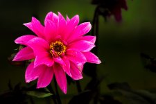 fleurs-132-Modifier.jpg