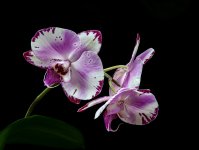 _DSC0025-Modifier.jpg