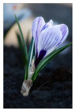 crocus II.jpg