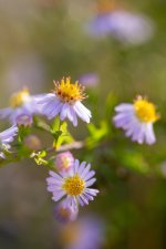 macro-10.jpg