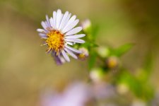 macro-16.jpg
