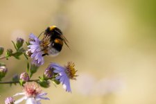 macro-58.jpg