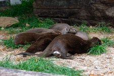 Pairi Daiza-103.jpg