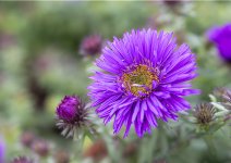 fleurs de jardin focus ok.jpg